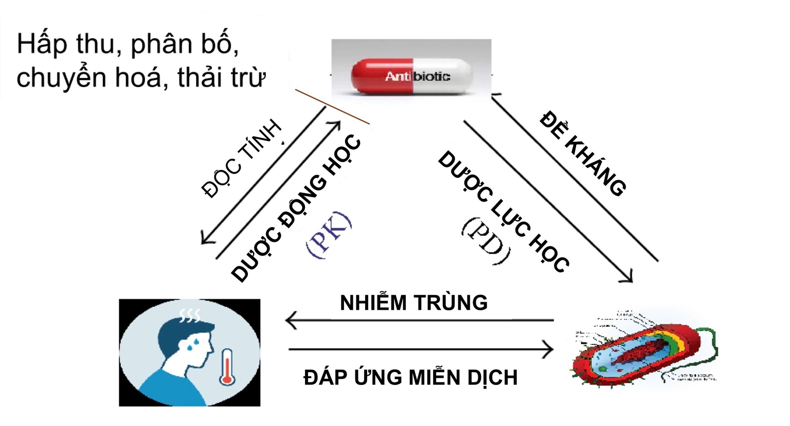 Tương tác giữa BN - Vi khuẩn và thuốc