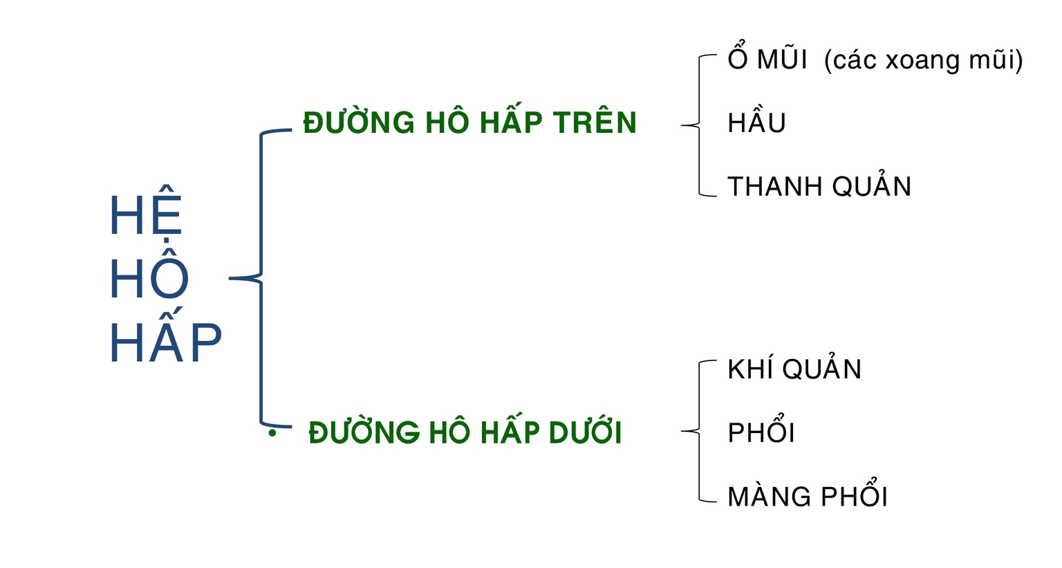 Hệ hô hấp gồm đường hô hấp trên và dưới