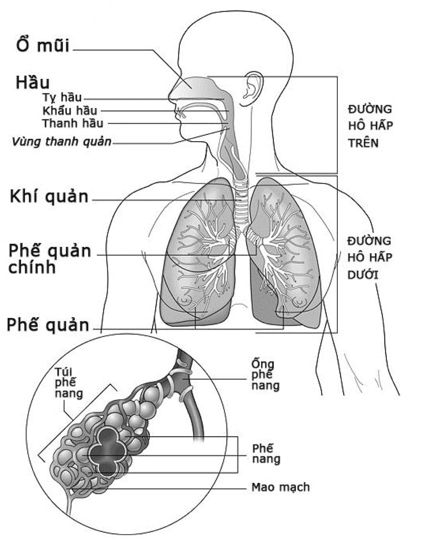 Sơ lược hệ hô hấp