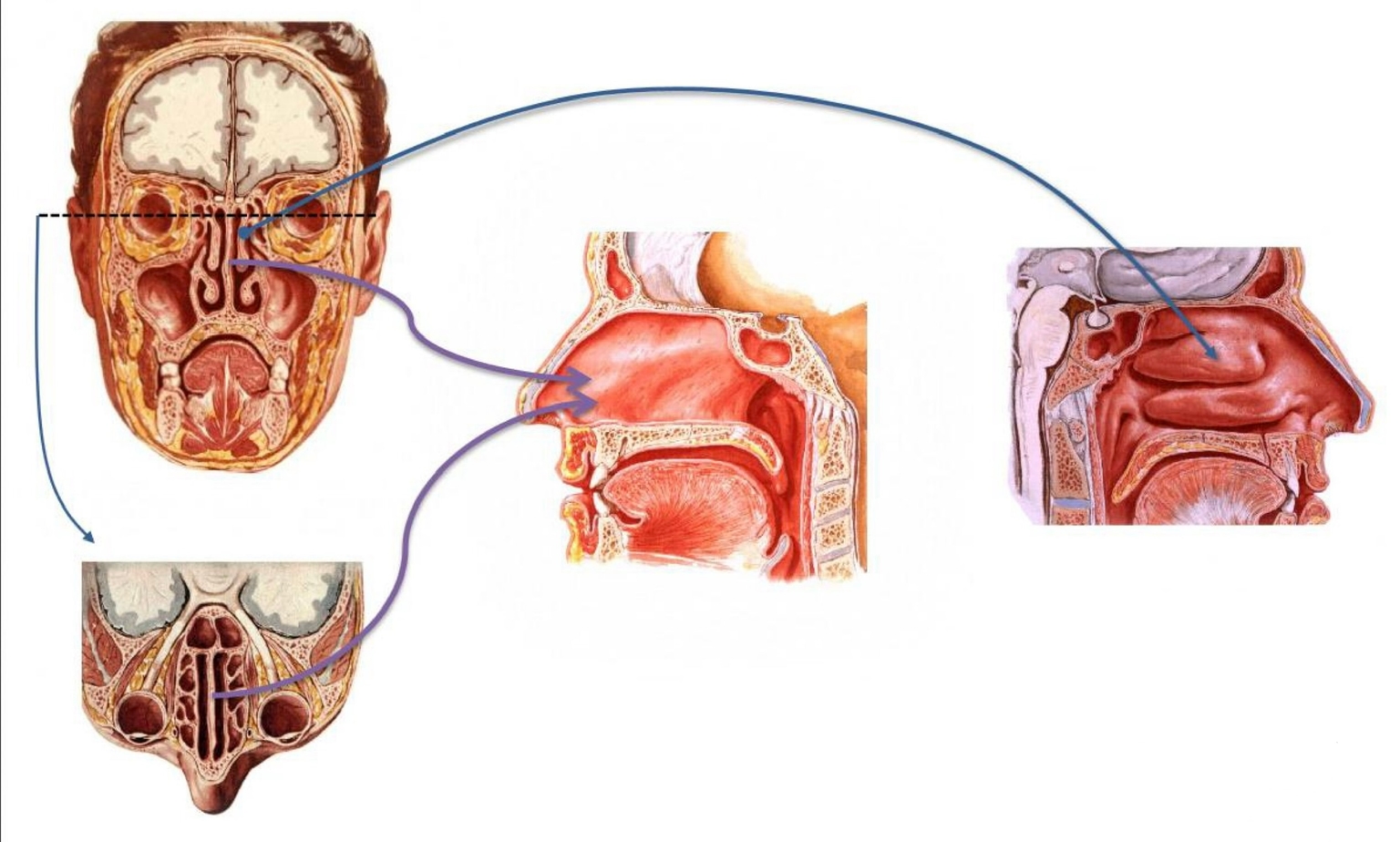 Ổ mũi - thành ngoài và thành trong ổ mũi