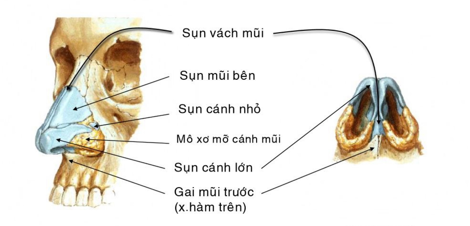 Tháp mũi gồm xương và sụn