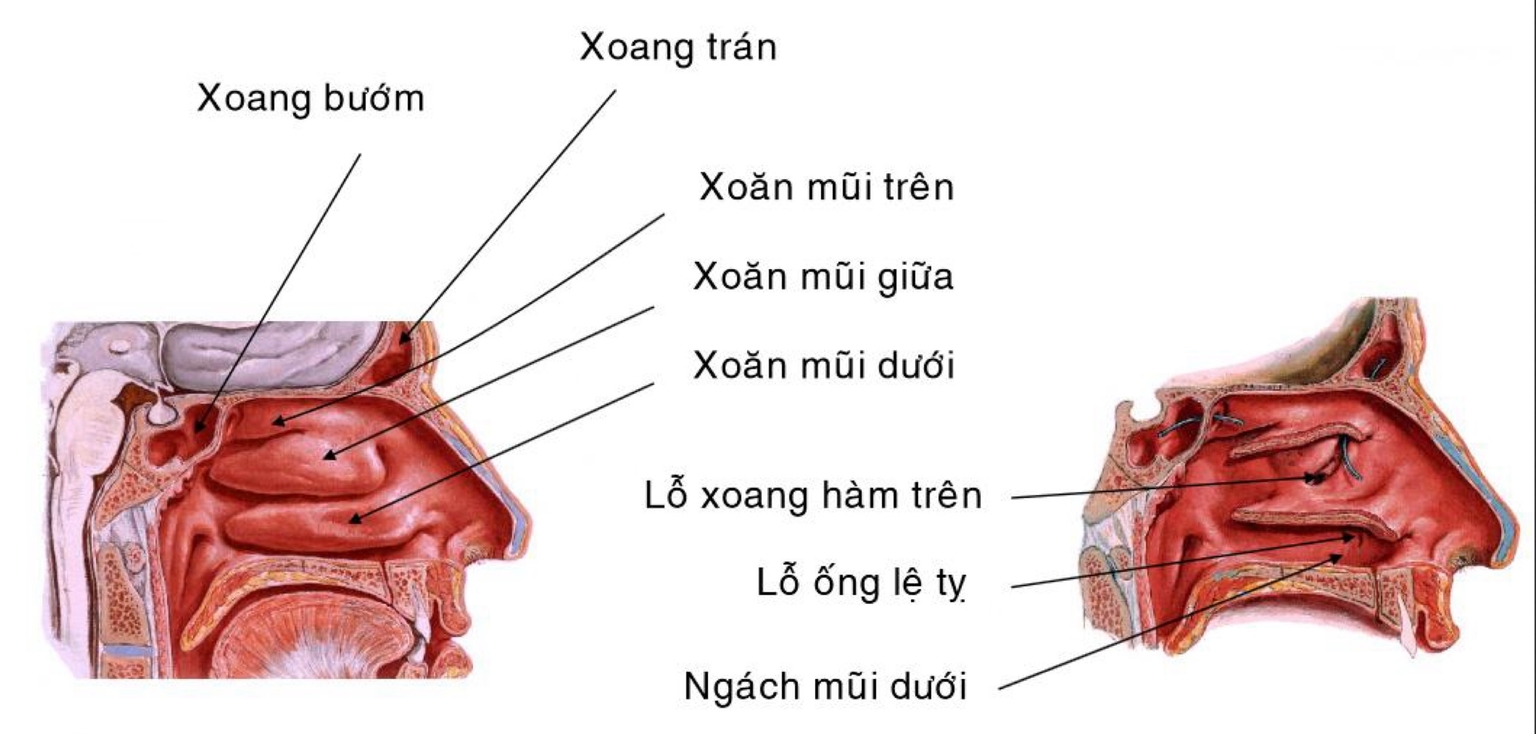 Thành ngoài của mũi gồm xoăn mũi trên, giữa, dưới