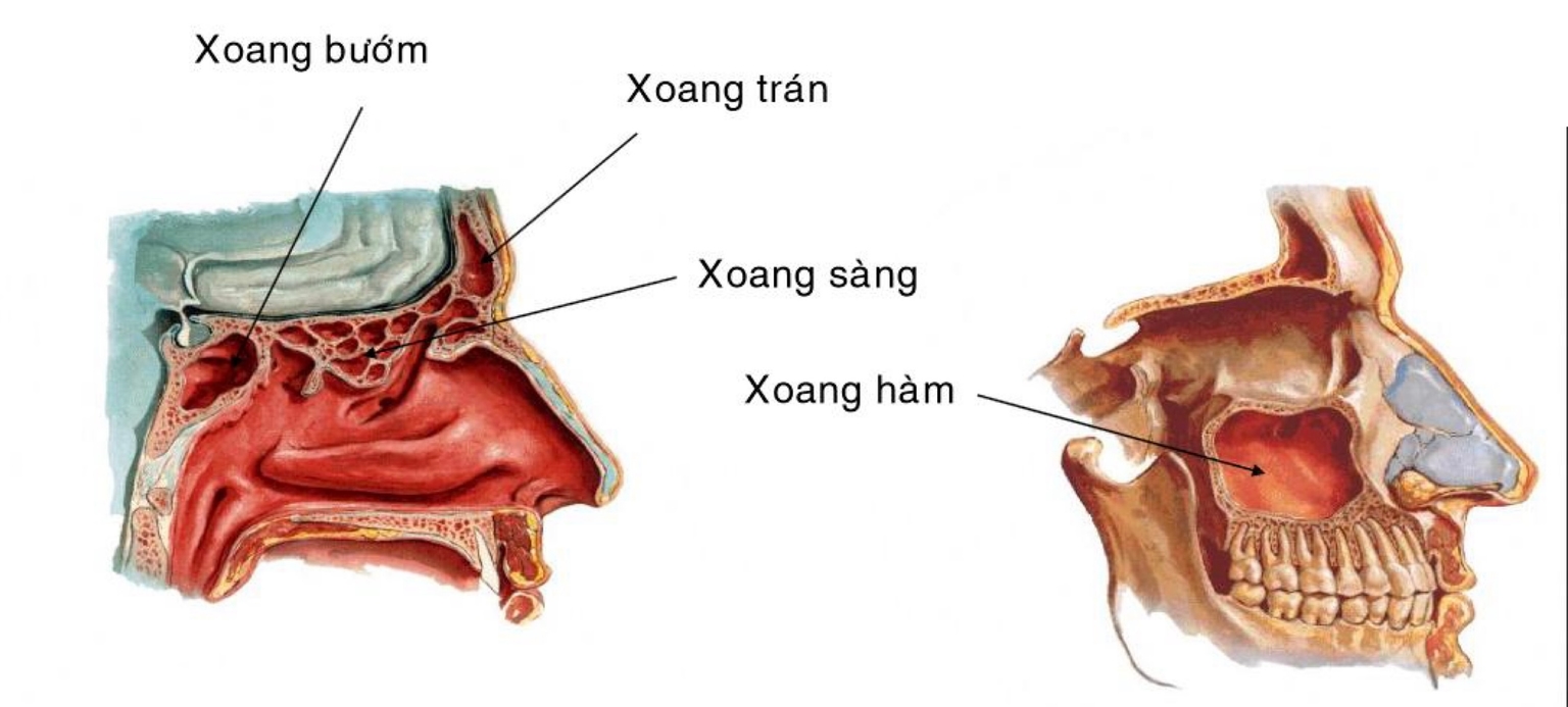 Các xoang cạnh mũi