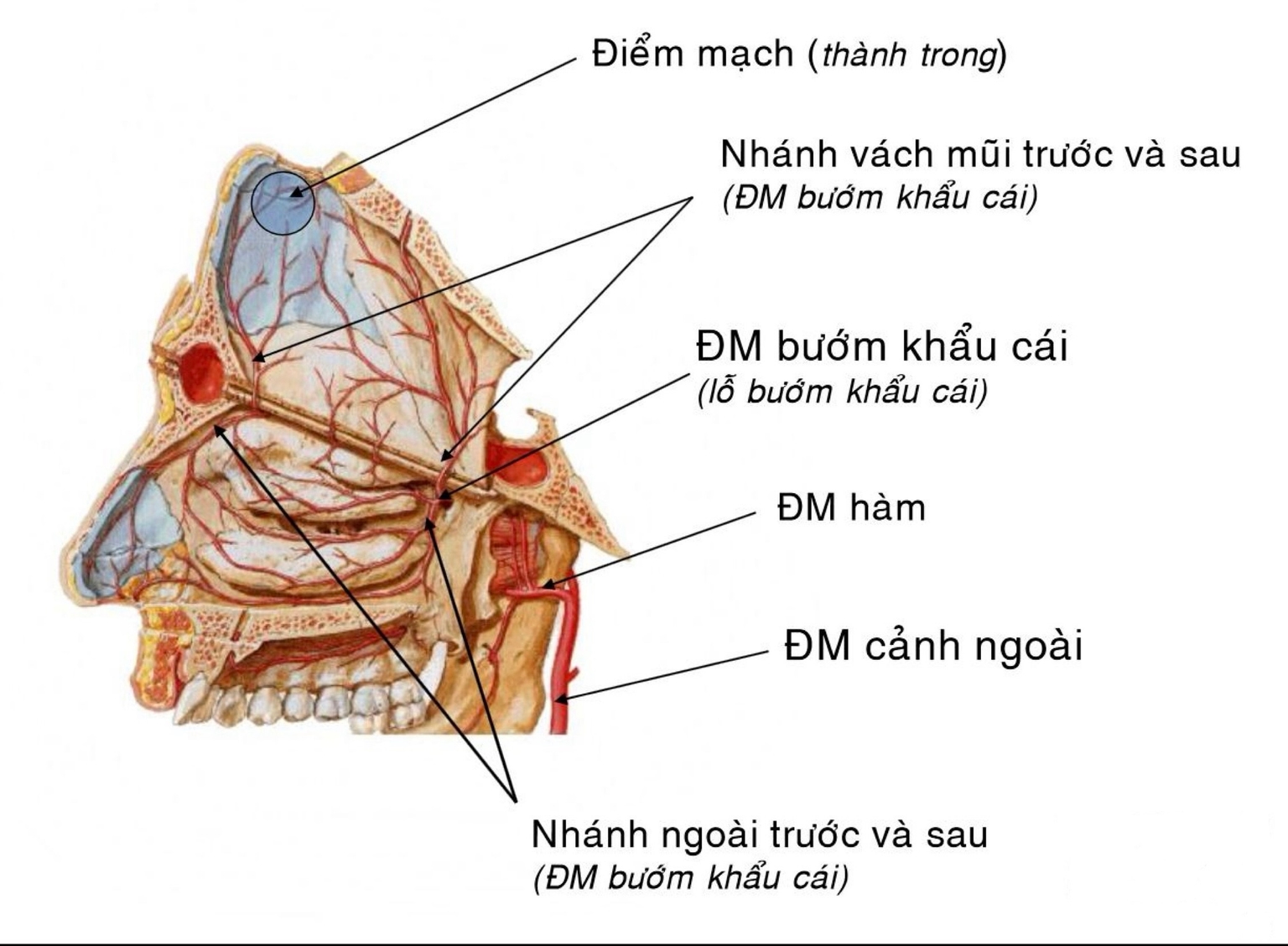 Các mạch máu mũi