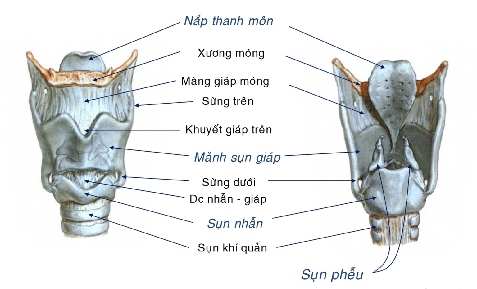 Sụn thanh quản - mặt trước và sau