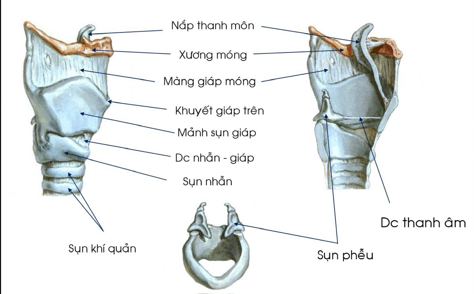 Sụn thanh quản - hai mặt bên