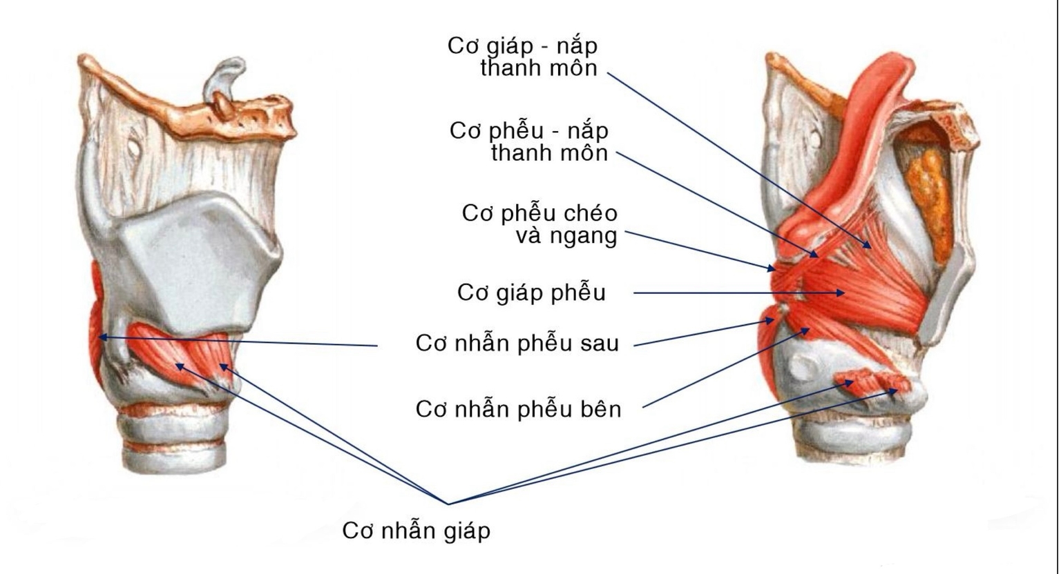 Cơ thanh quản - hai mặt bên