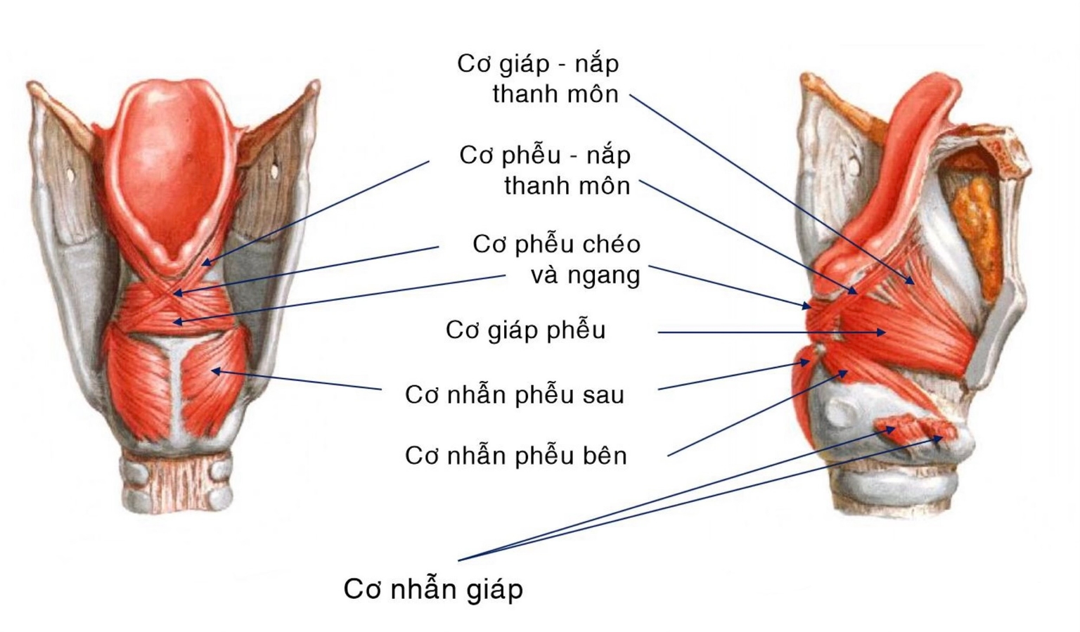 Cơ thanh quản - mặt trước và sau