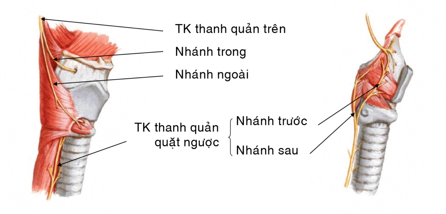 TK thanh quản trên và TK thanh quản quặt ngược