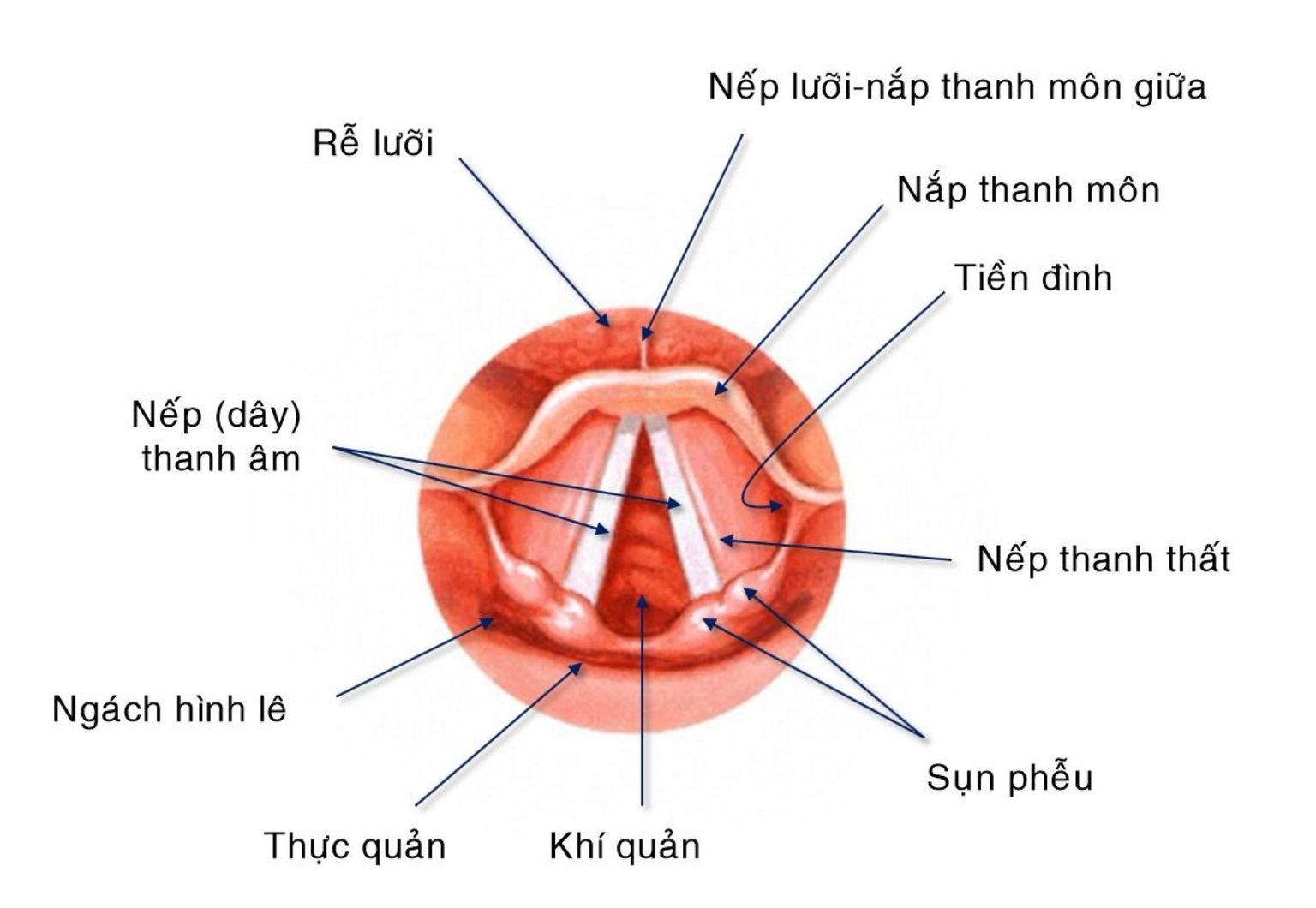 Hình soi thanh quản