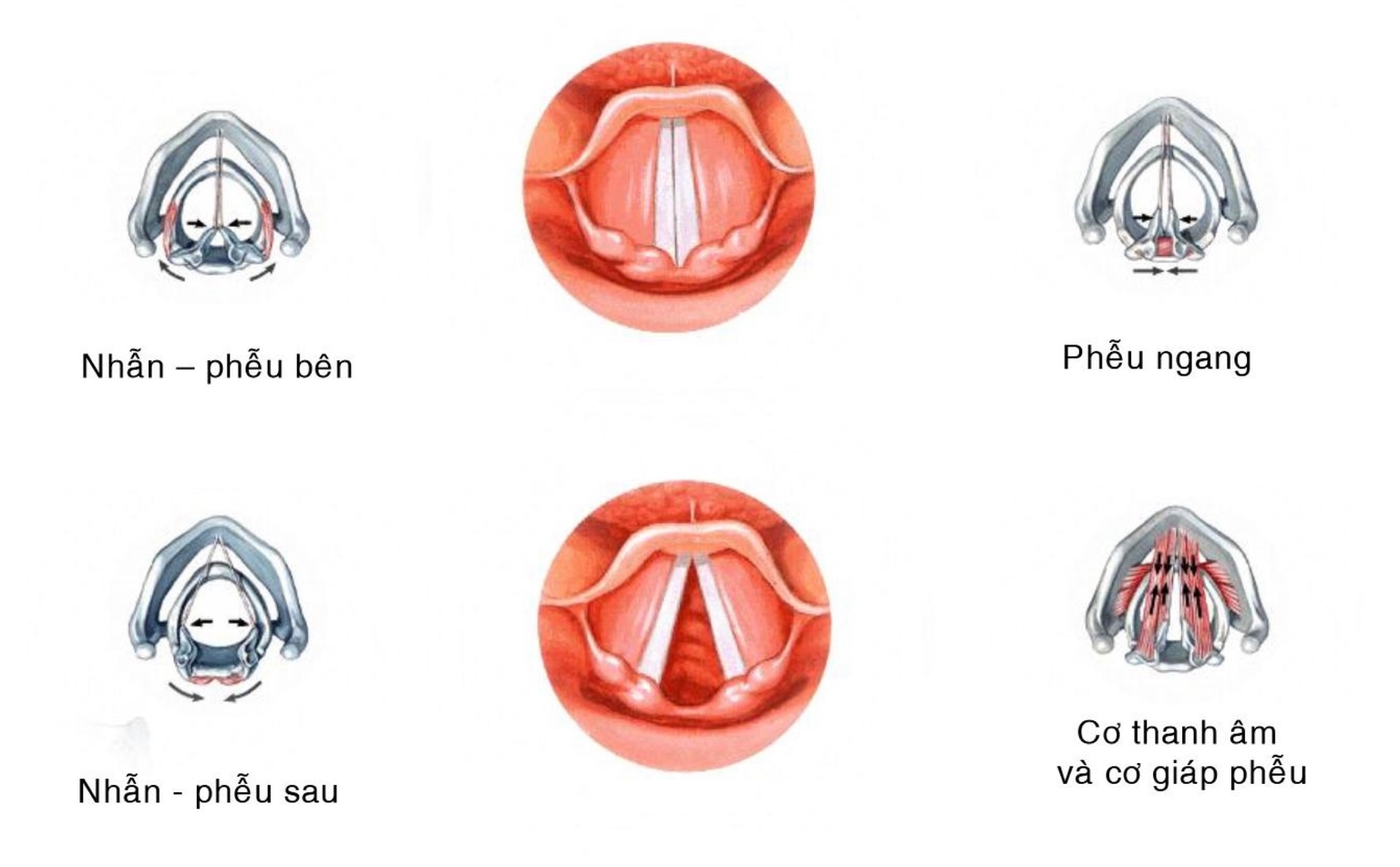 Hoạt động của dây thanh âm