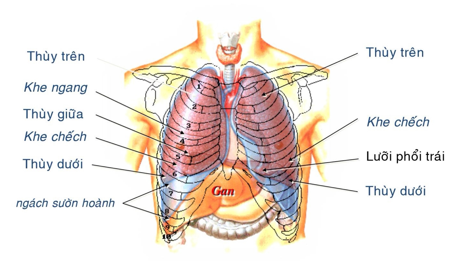 Định khu phổi - nhìn trước