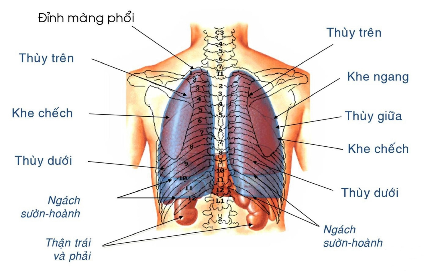 Định khu phổi - nhìn sau