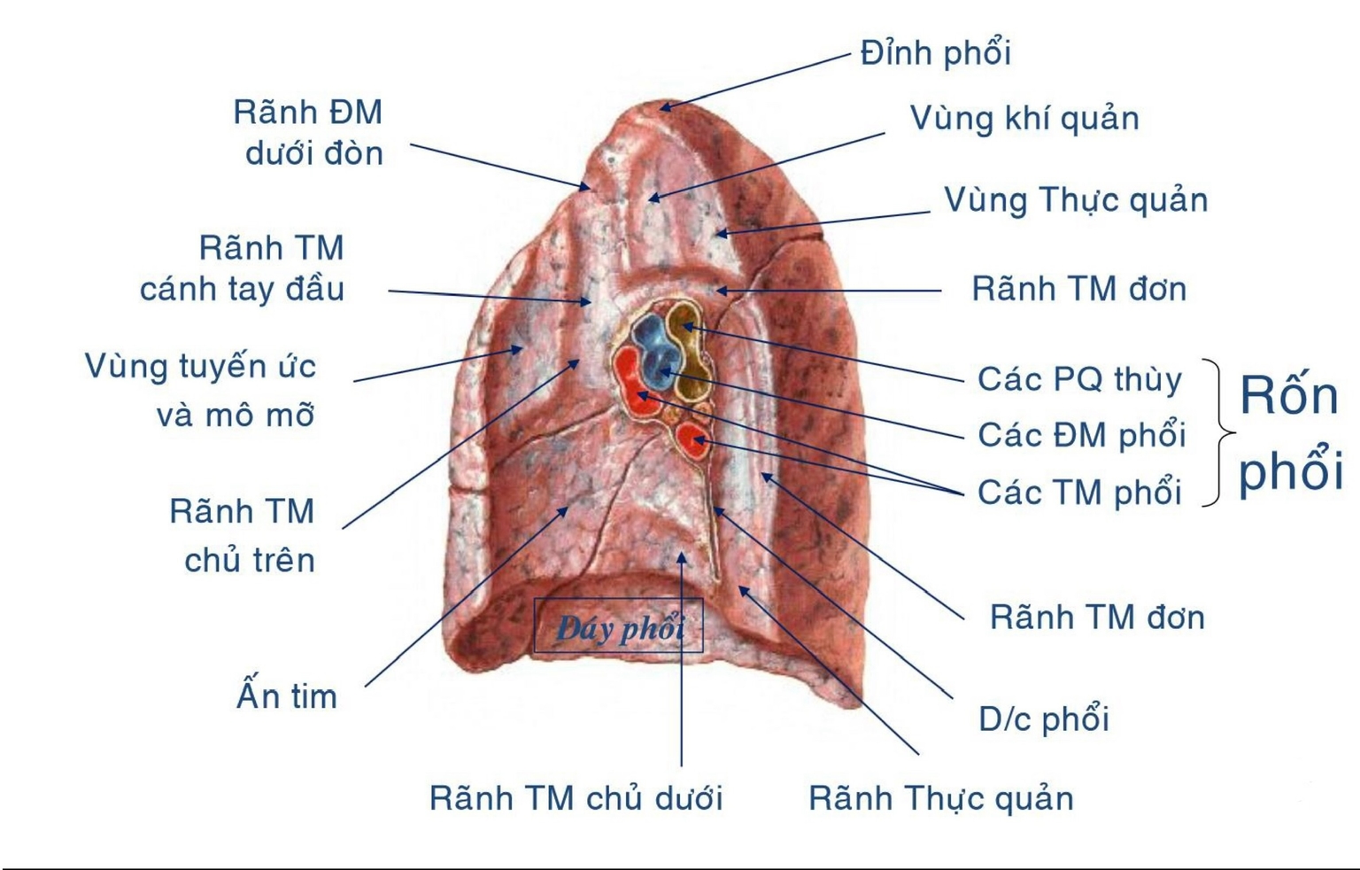 Phổi bên phải - nhìn trong
