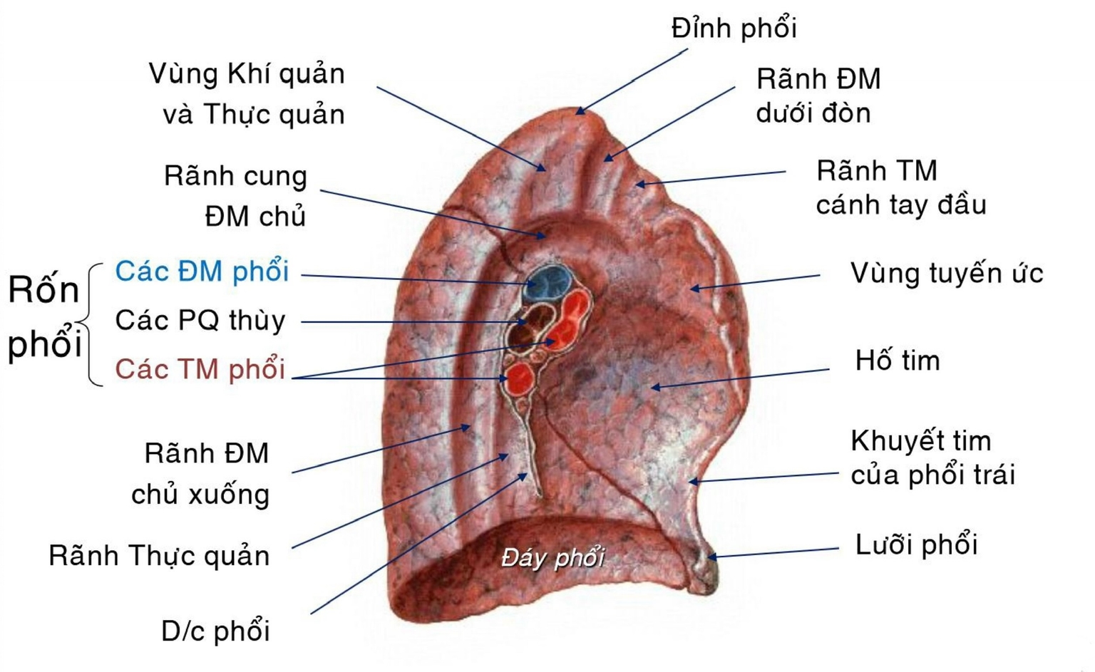 Phổi bên trái - nhìn trong