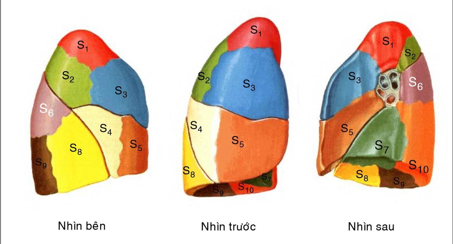 Các phân thuỷ phế quản phổi bên phải