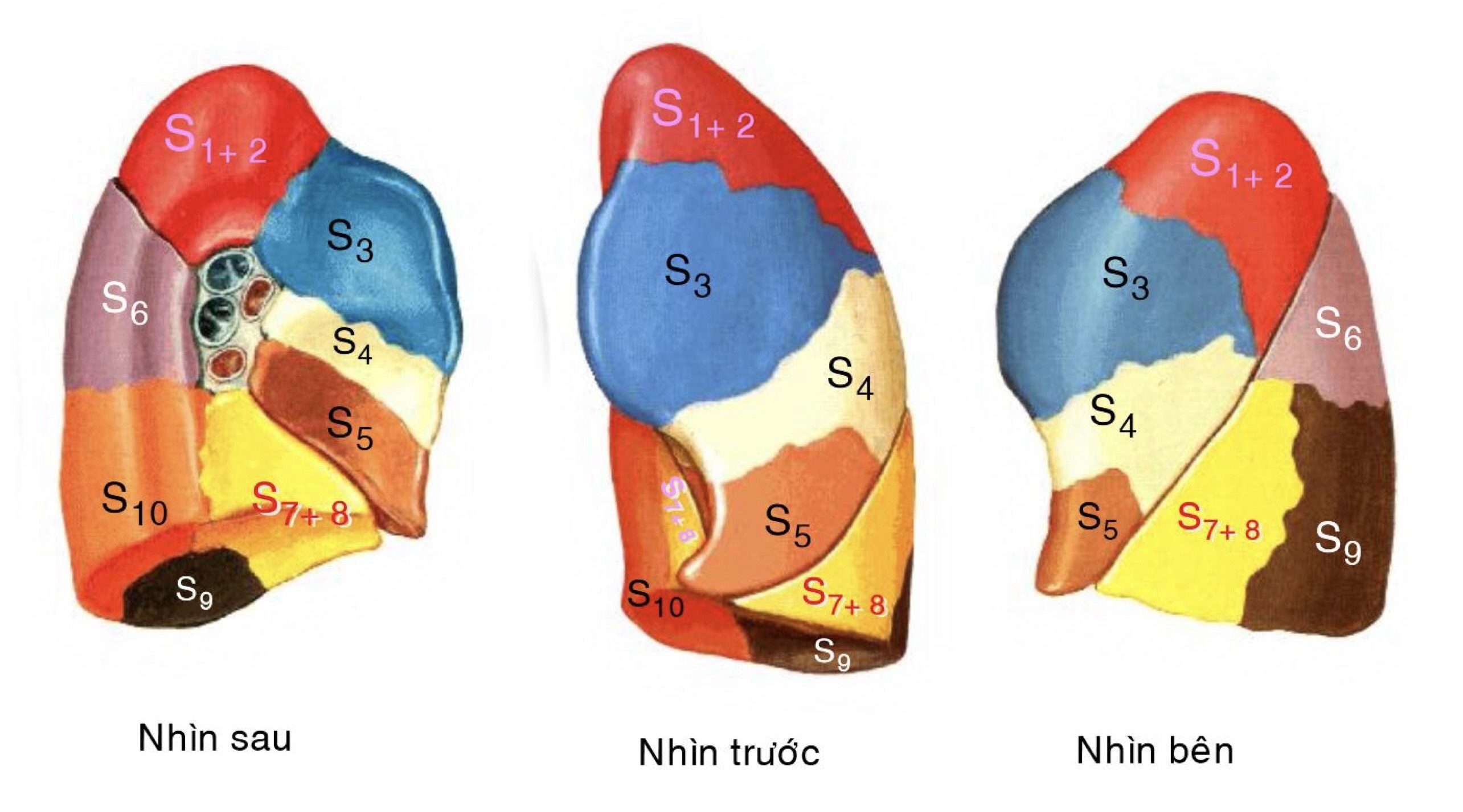 Các phân thuỷ phế quản phổi bên trái