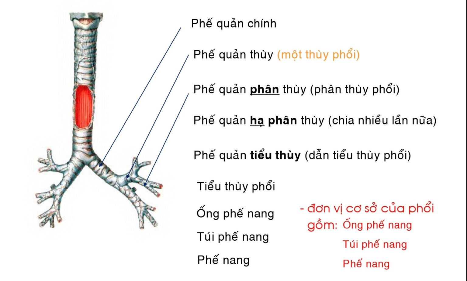 Cây phế quản