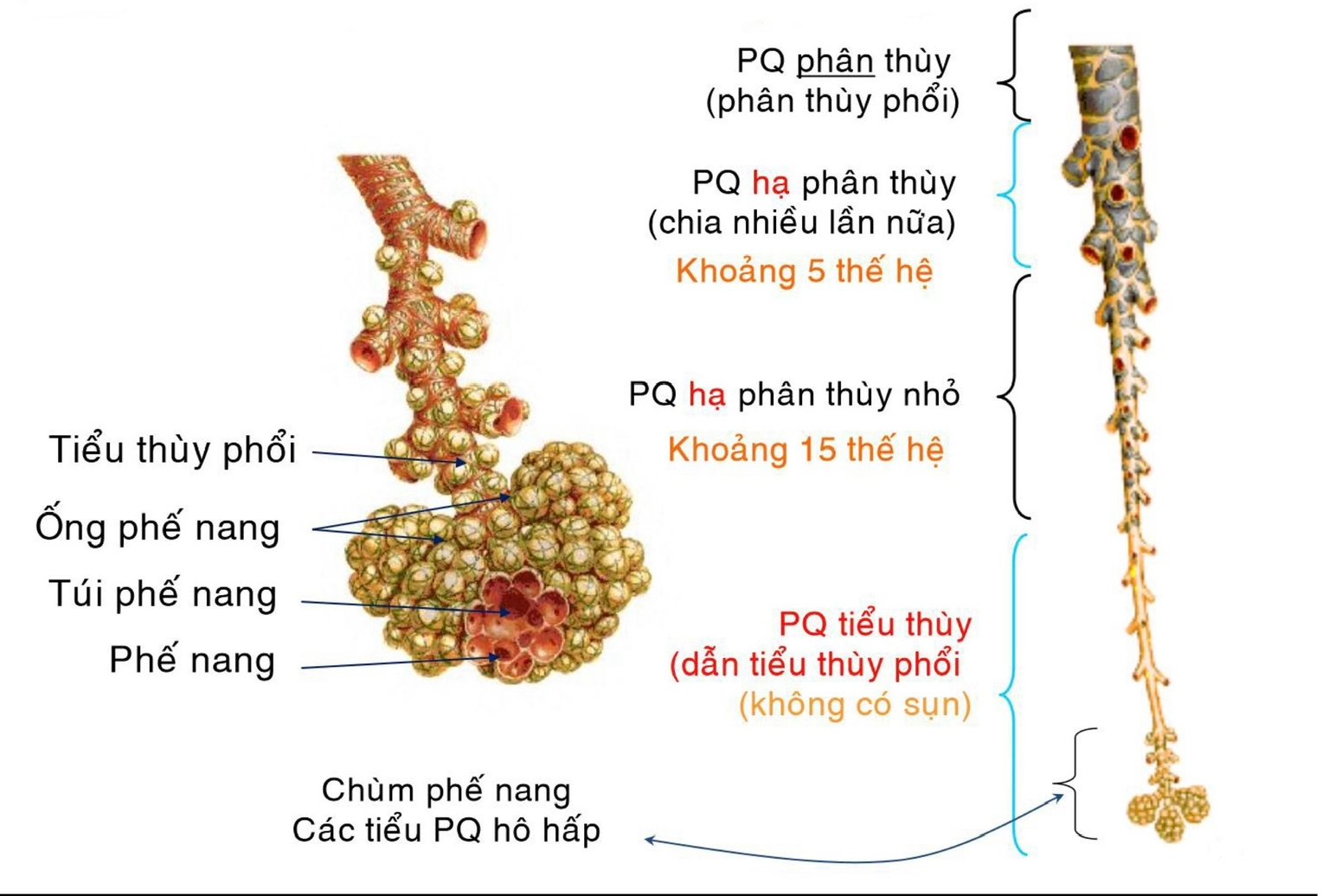 Các đường dẫn khí trong phổi