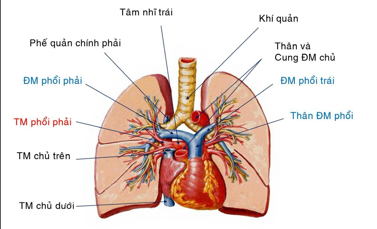 ĐM và TM phổi