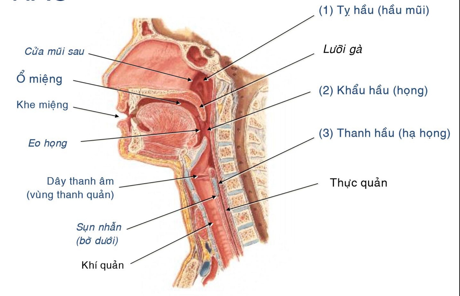 Cấu trúc hầu