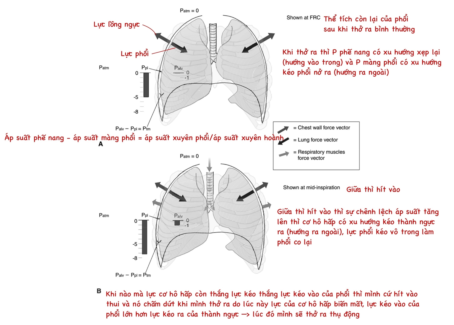 Sợi đàn hổi làm phổi co lại