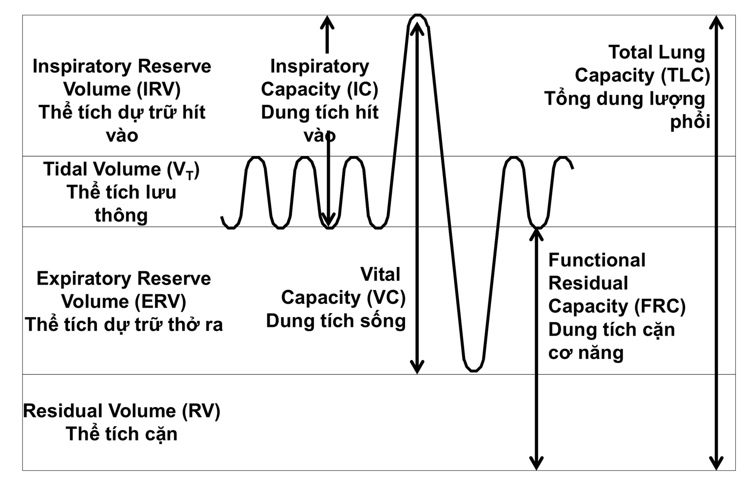 Thể tích khí lưu thông trong phổi