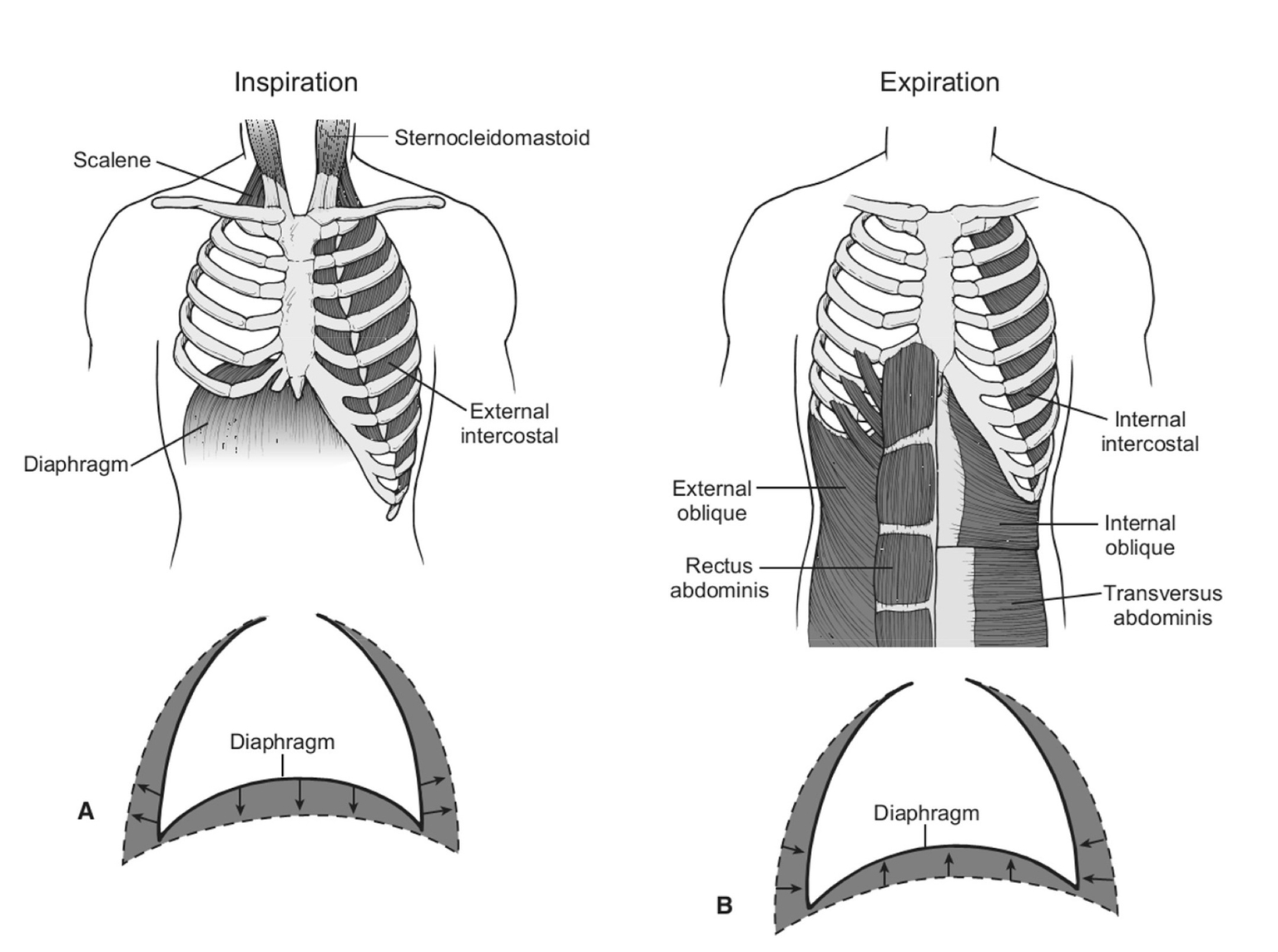 Hít vào - cơ hoành co, thở ra - cơ hoành dãn