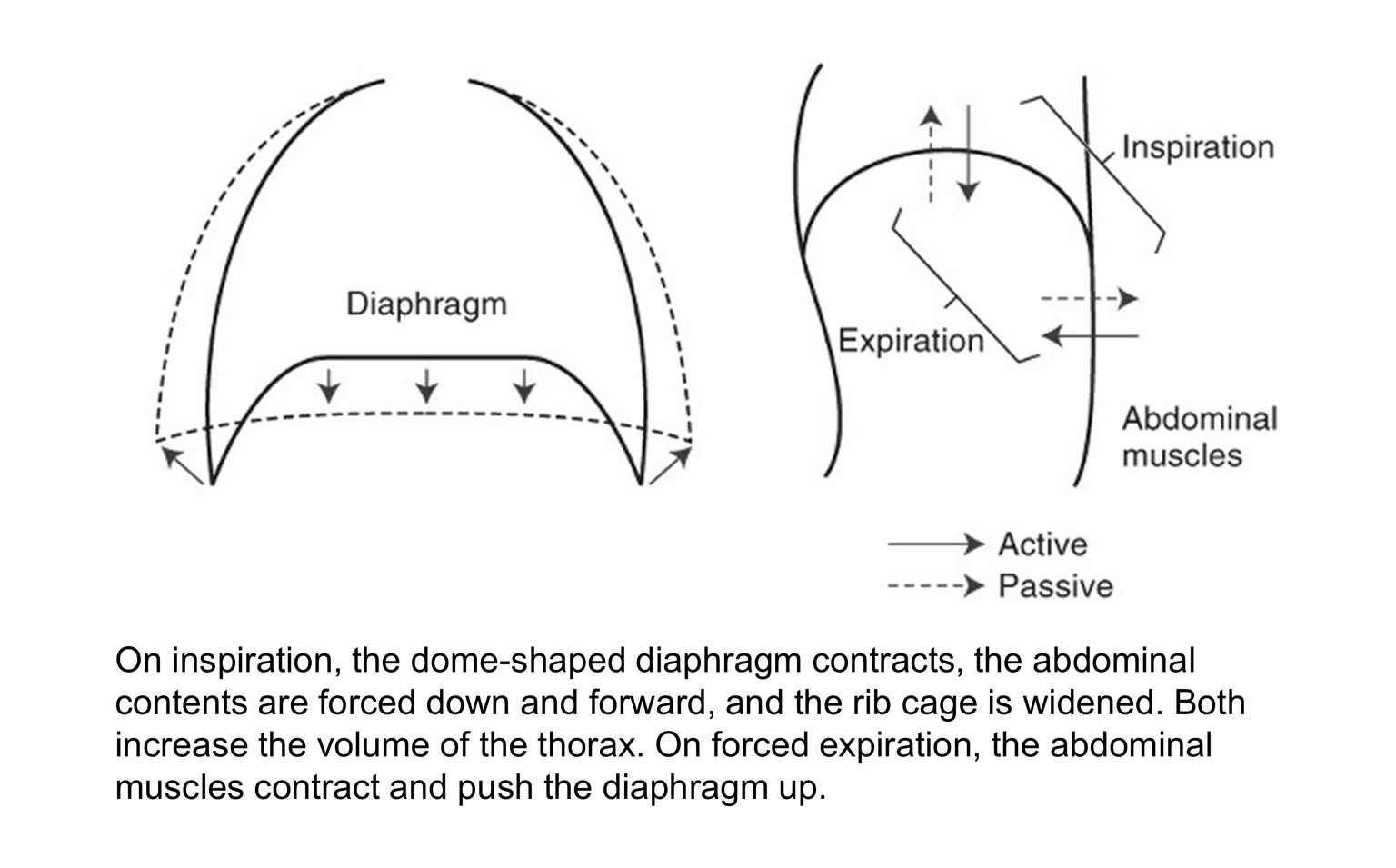 Cơ hoành co khi hít vào