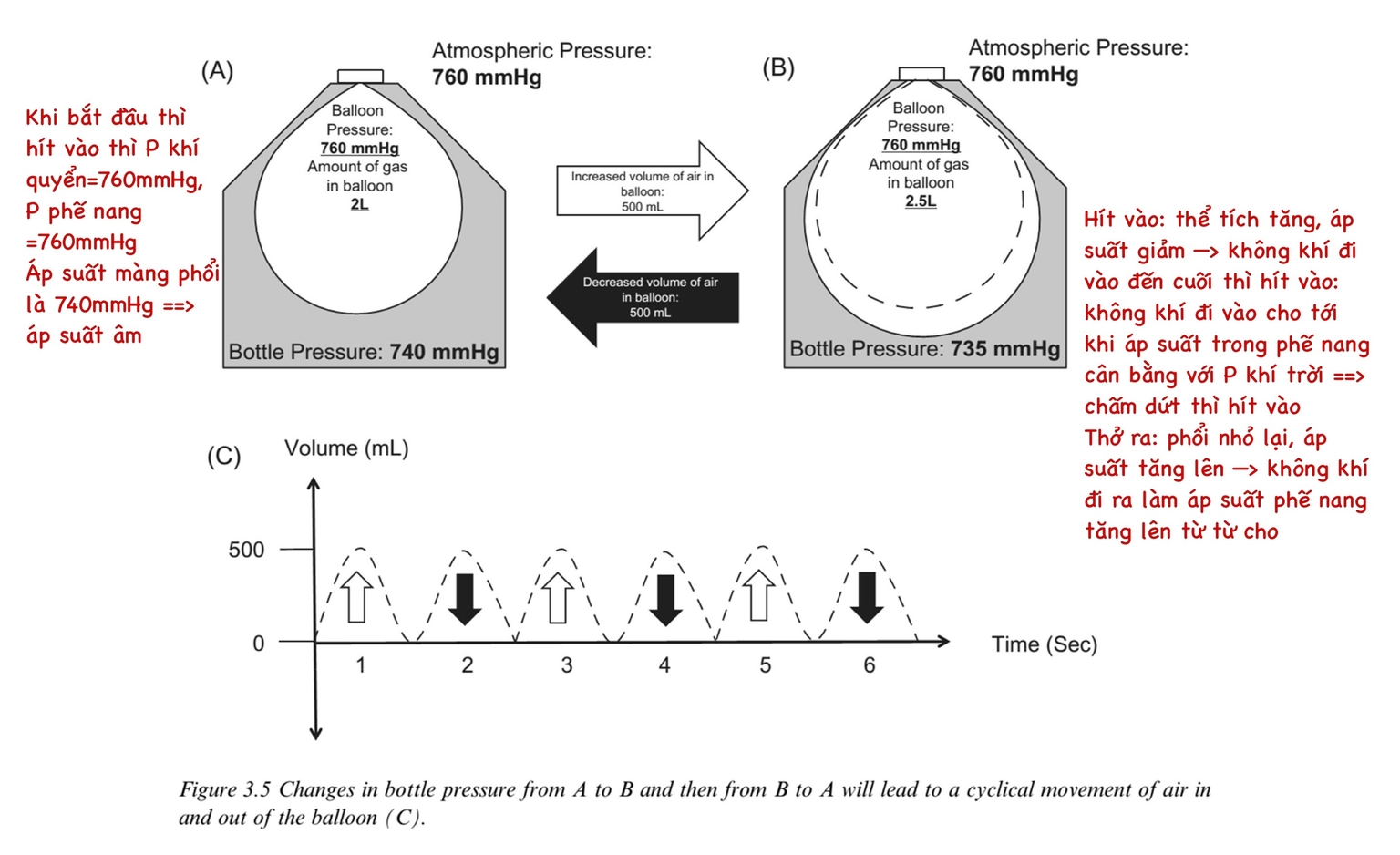 Chênh lệch P phế nang và P khí quyển trong thì hít vào và thở ra