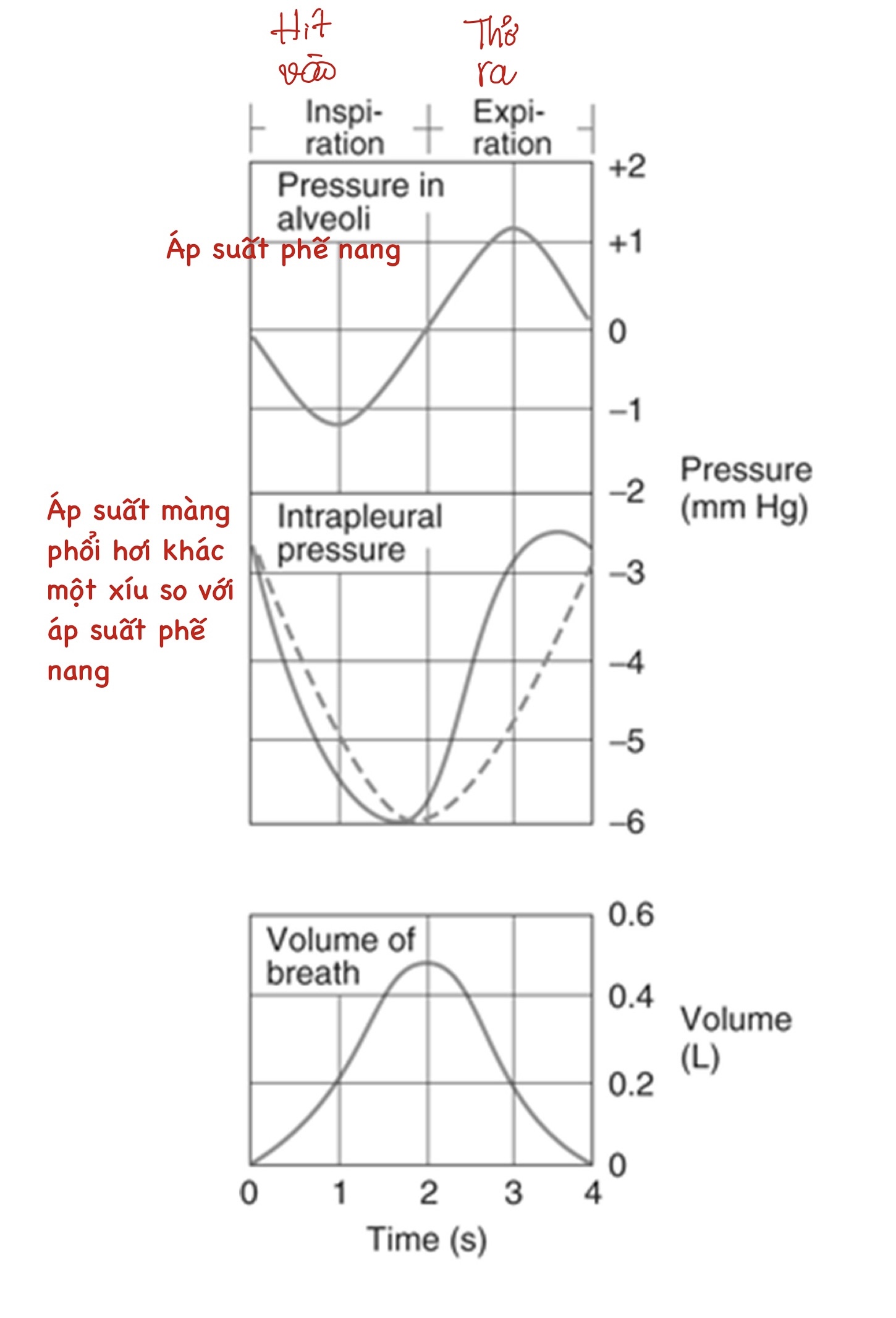 Sự thay đổi áp suất phế nang, màng phổi trong quá trình hô hấp