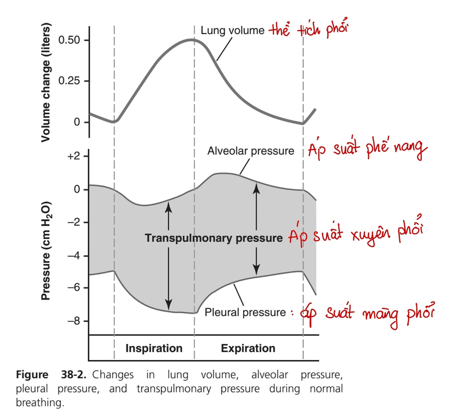 Áp suất xuyên phổi