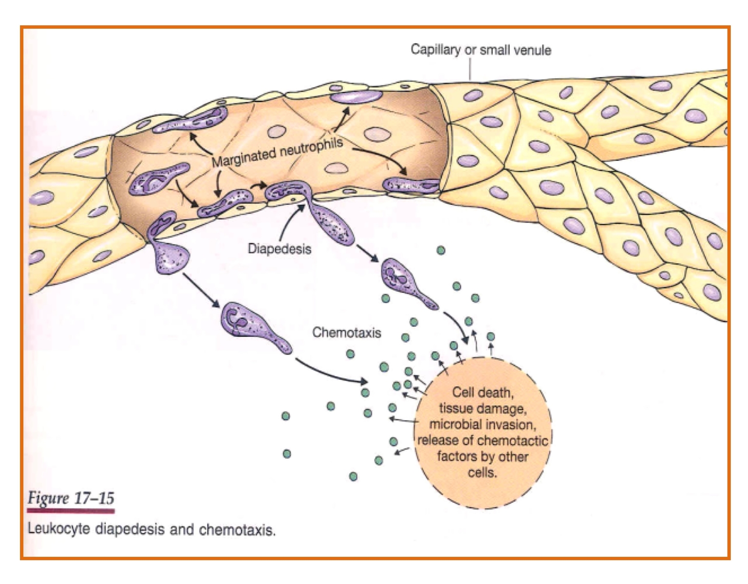 Bạch cầu di chuyển xuyên mạch và di chuyển trong dịch ngoại bào