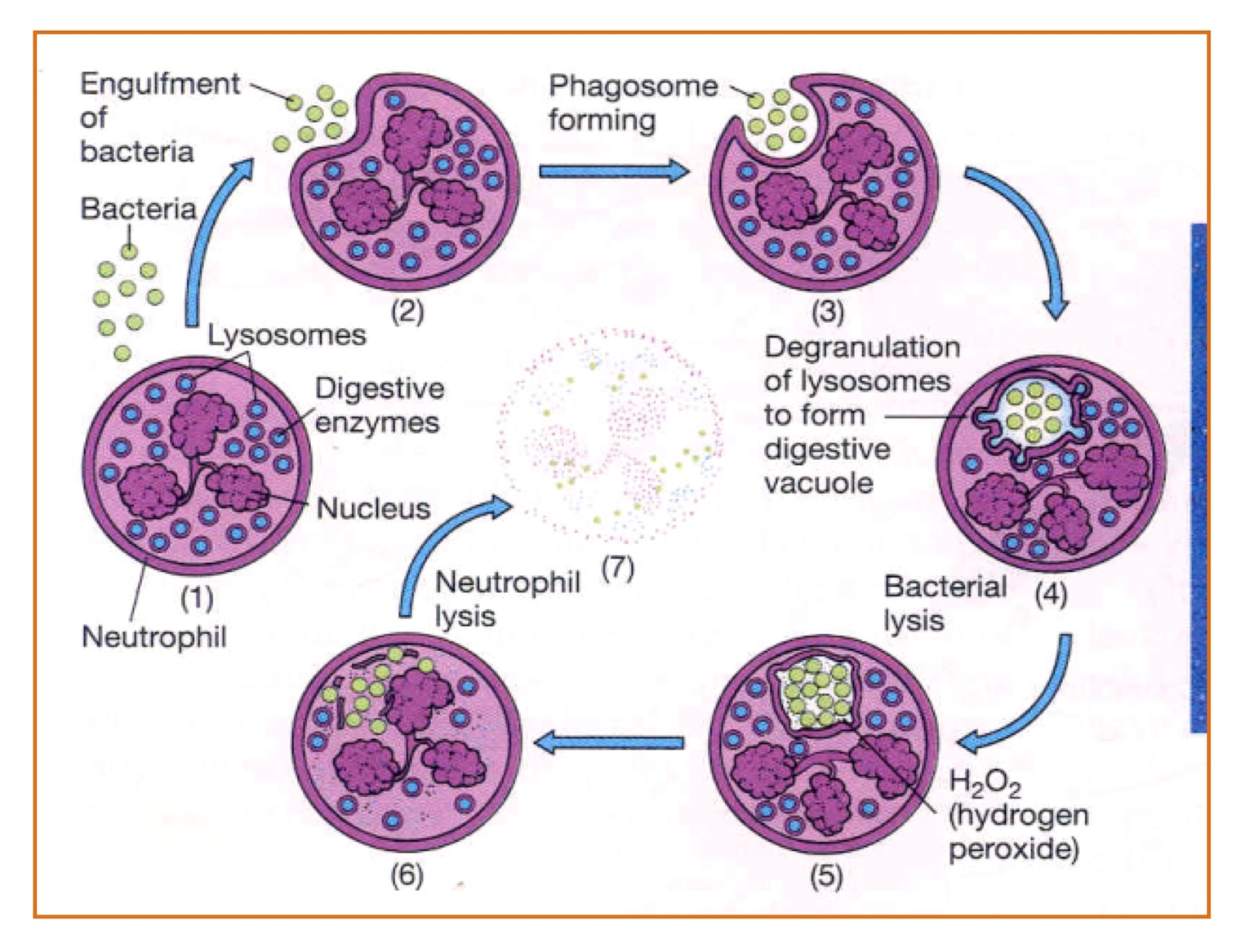 BCTT thực bào và oxy hoá vi khuẩn bằng H2O2