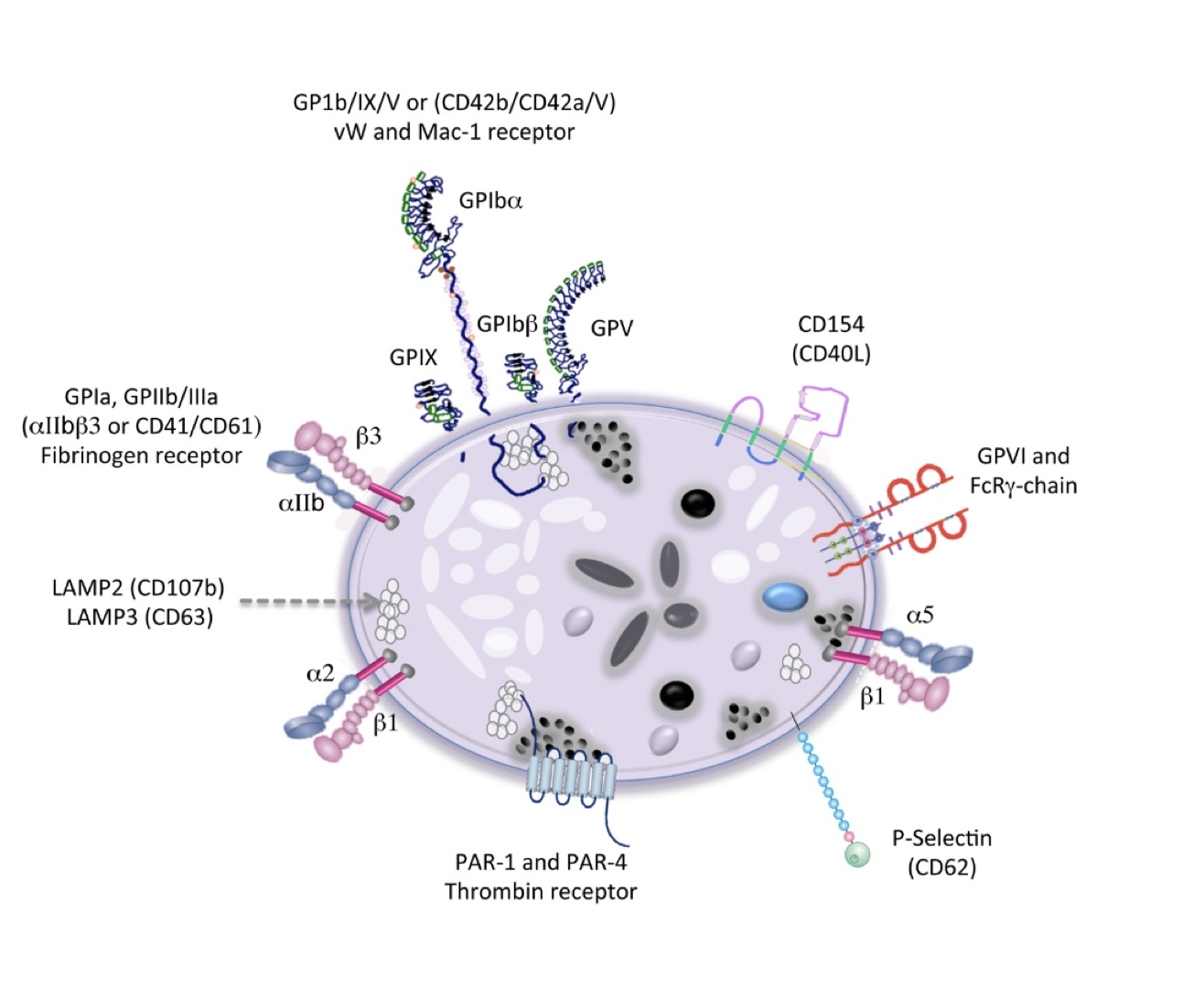 Cấu trúc của tiểu cầu