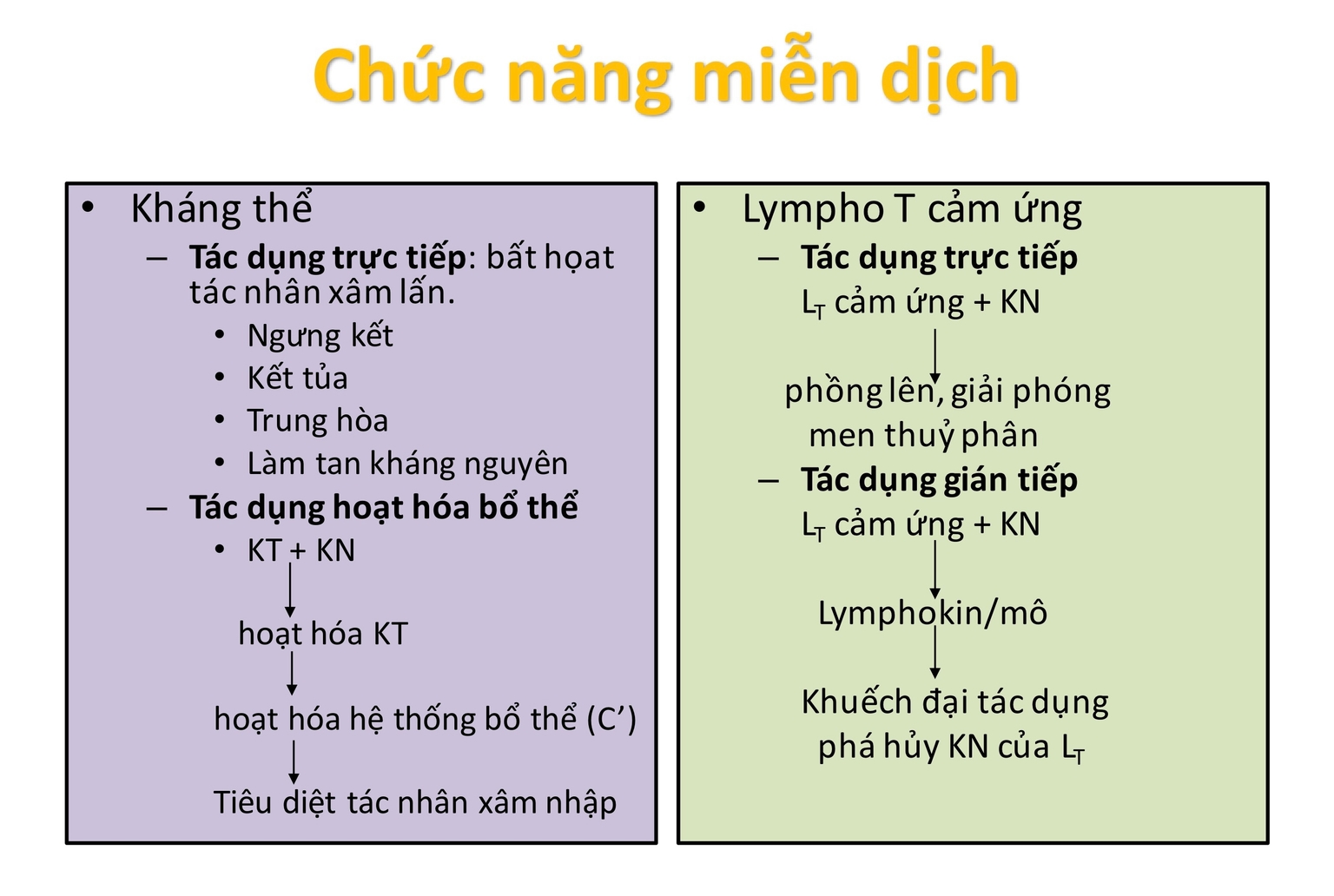 Chức năng miễn dịch của lymphocyte