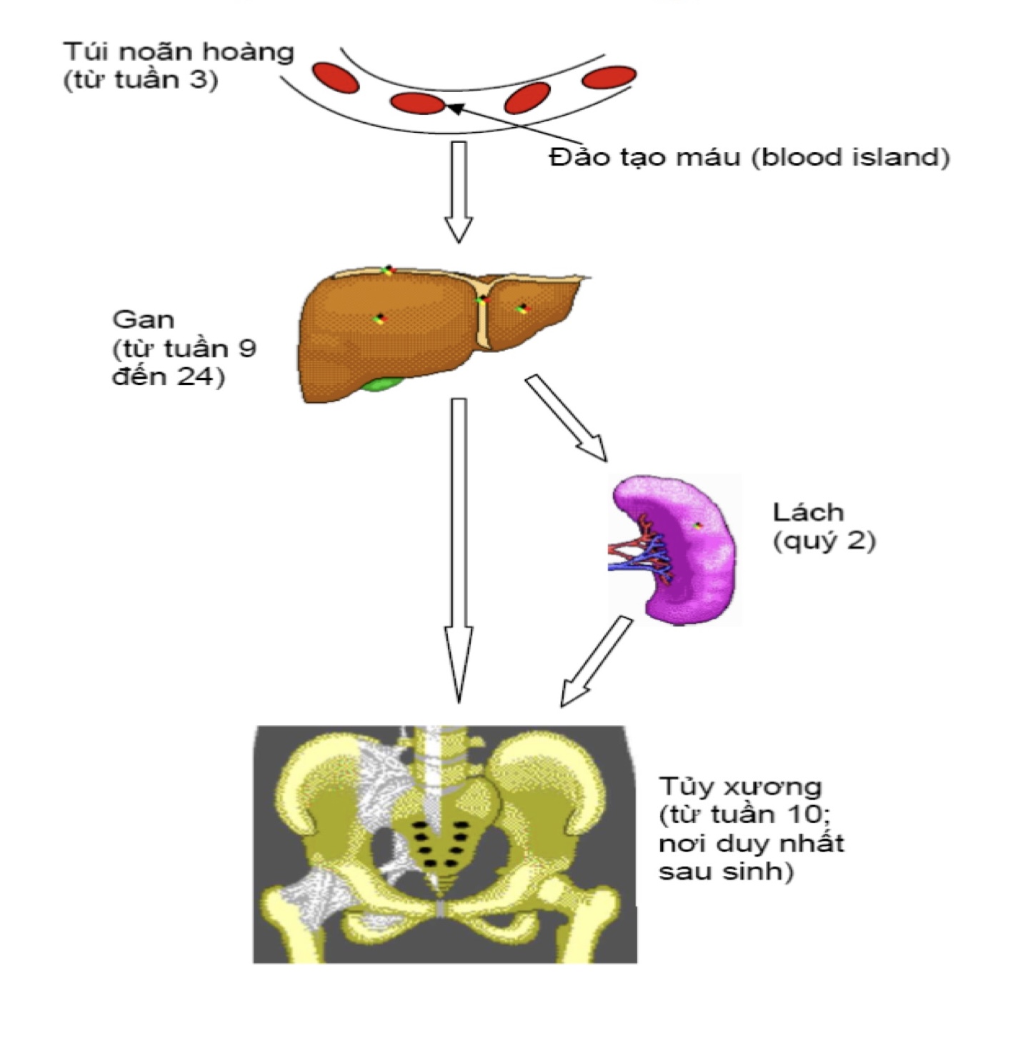 Thời gian và cơ quan tham gia quá trình tạo máu ở người 