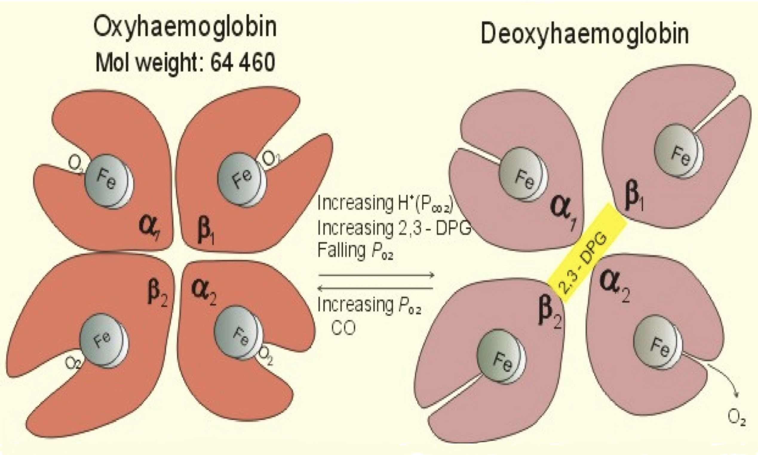 Cấu trúc của Hemoglobin khi có và không có O2