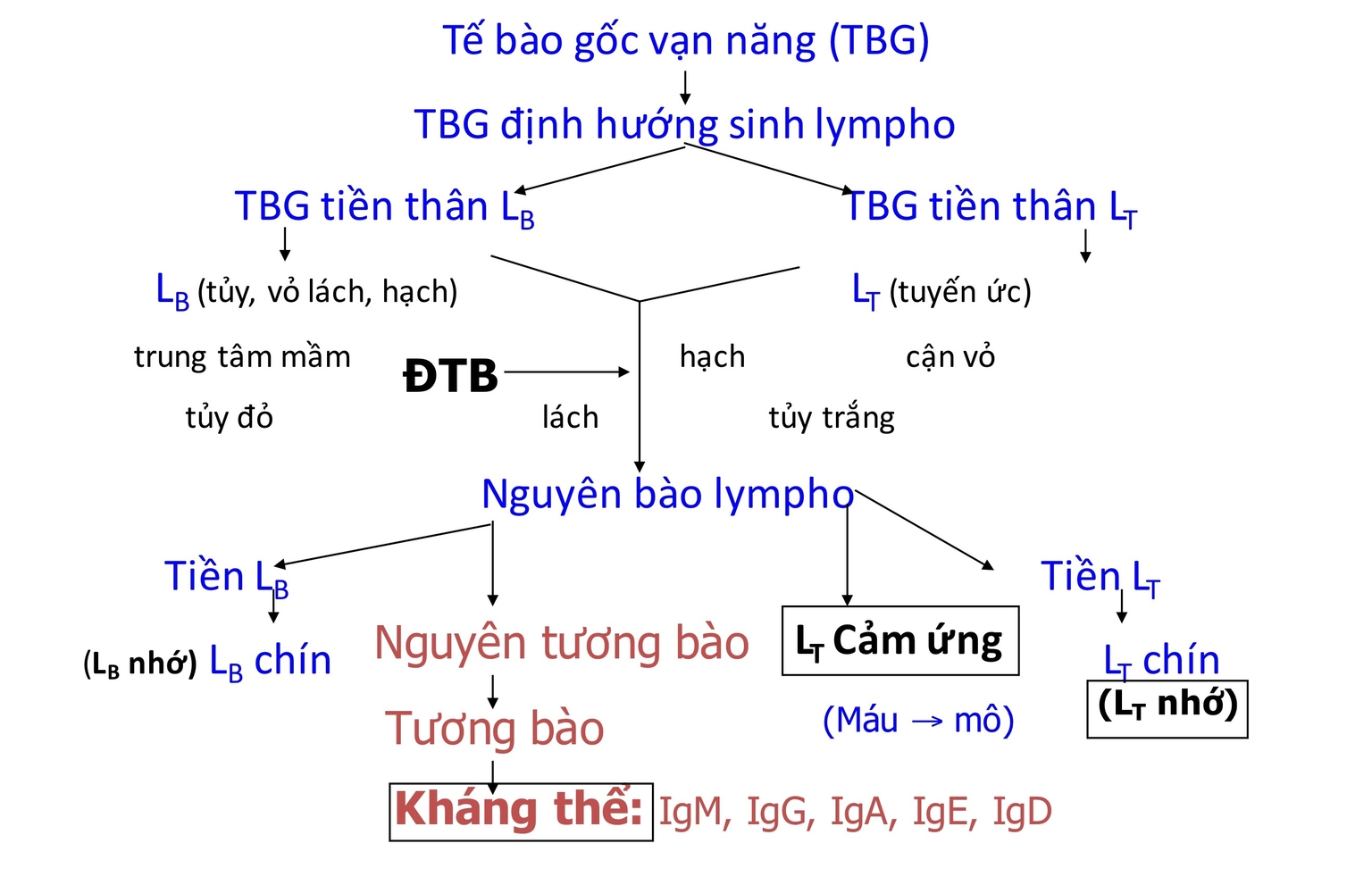 Sơ đồ TBG định hướng sinh lympho