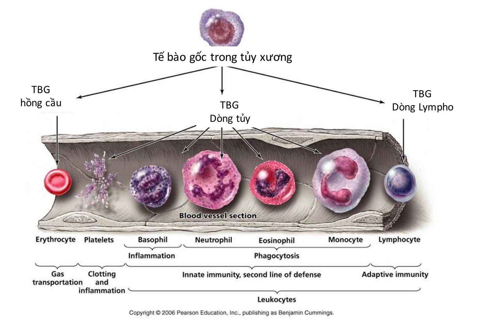 TBG tuỷ xương biệt hoá thành các dạng TB khác nhau
