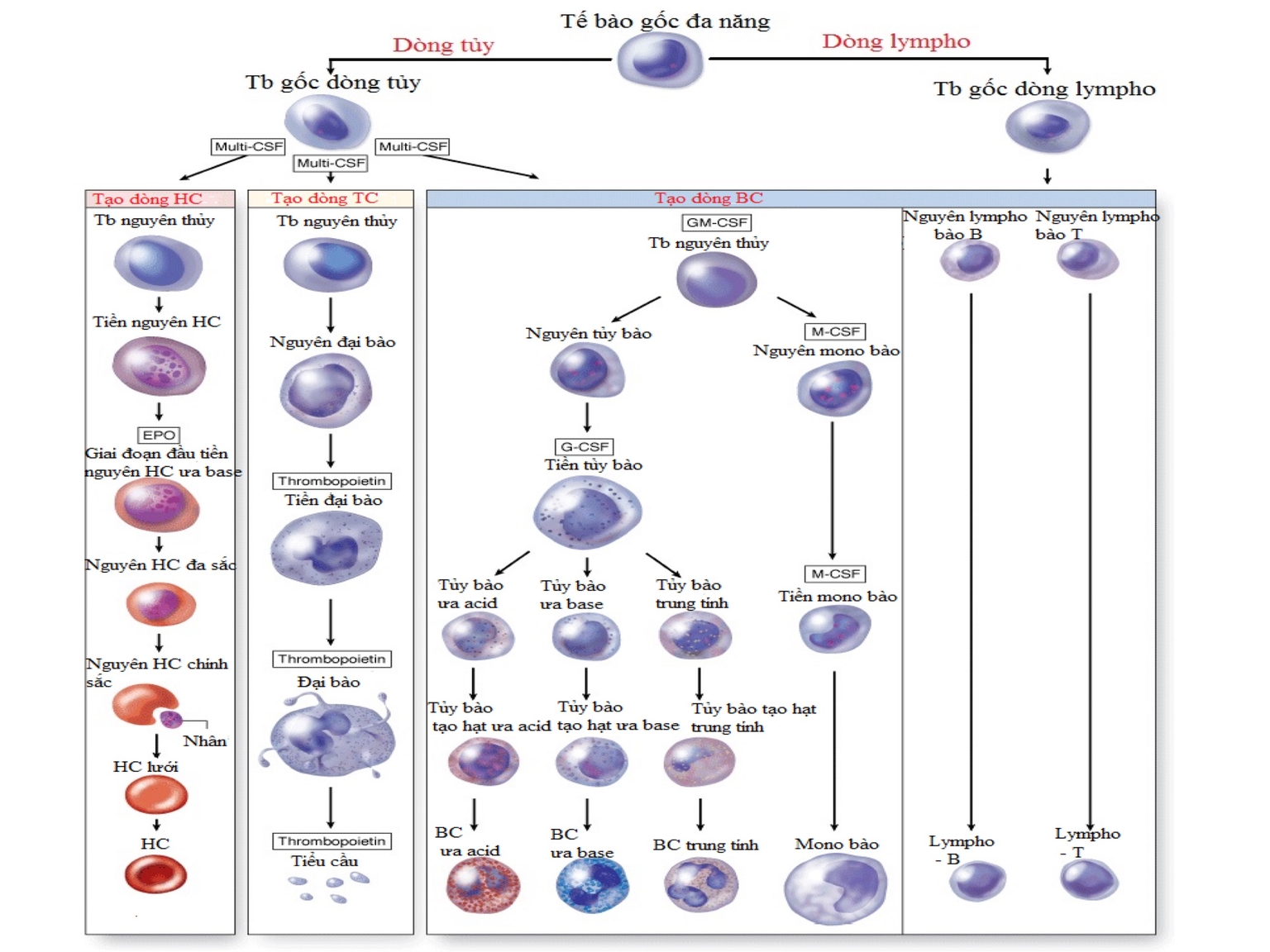 TBG đa năng biệt hoá thành các loại bạch cầu
