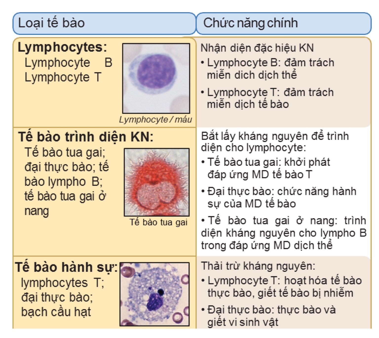 Các loại TB Miễn dịch