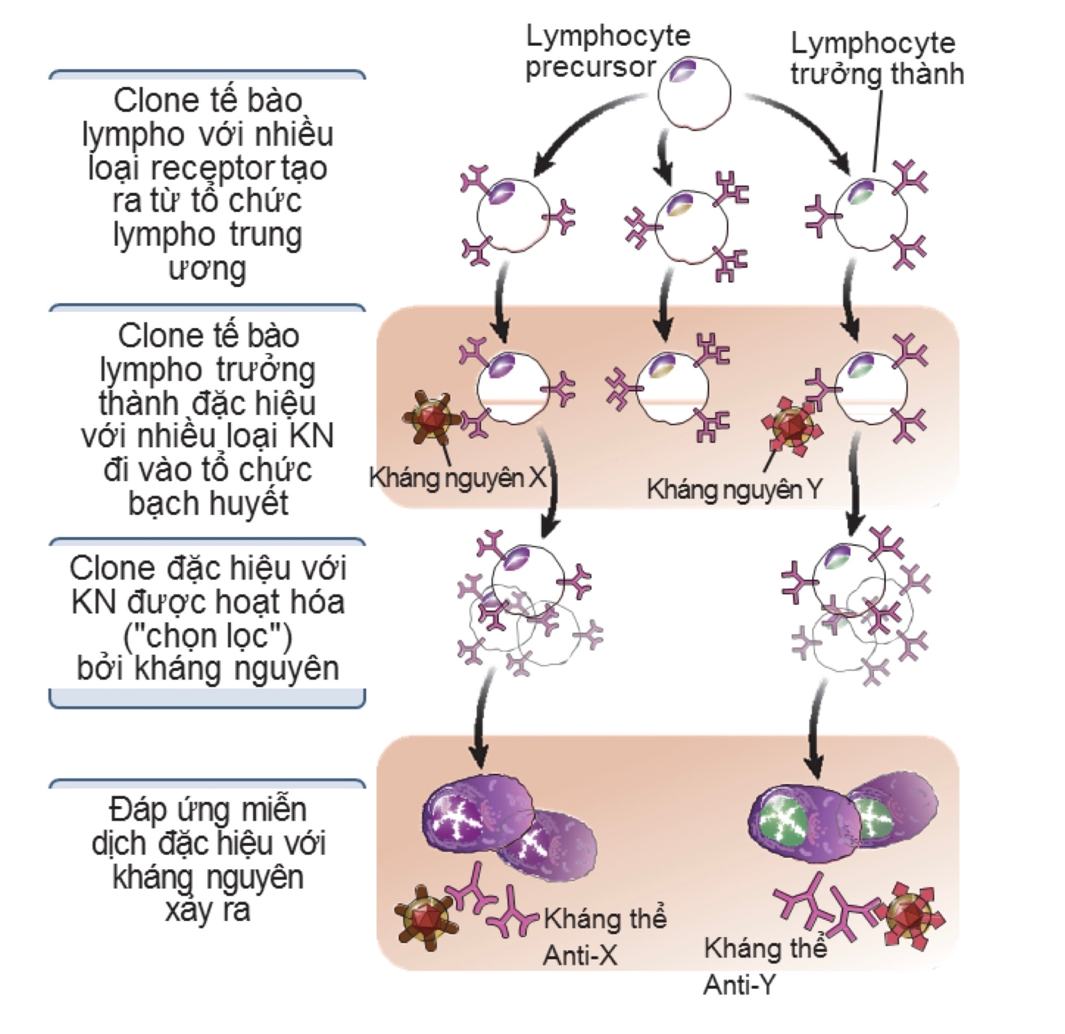 Chọn lọc clone