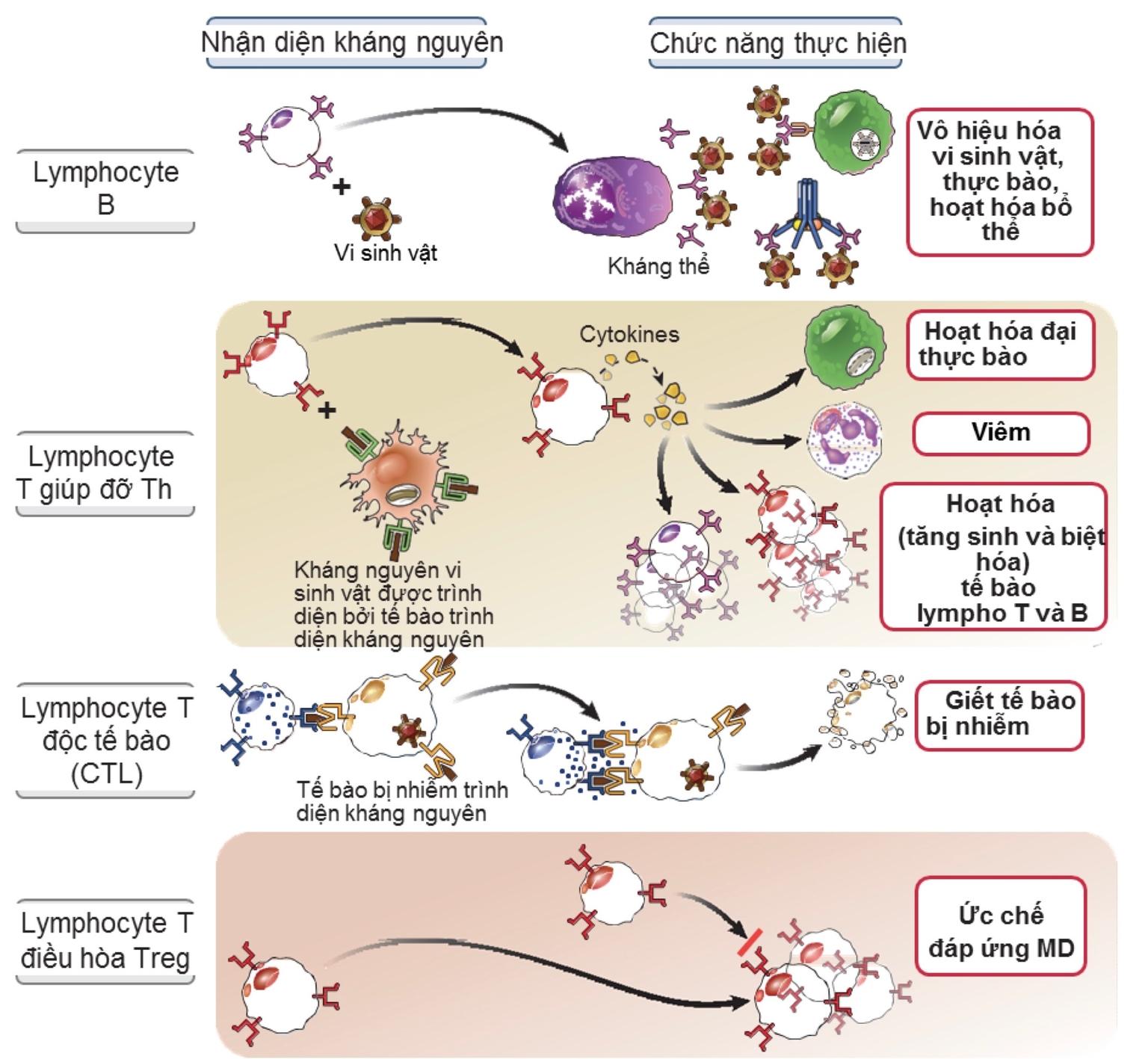 Chức năng, vai trò của các lymphocytes