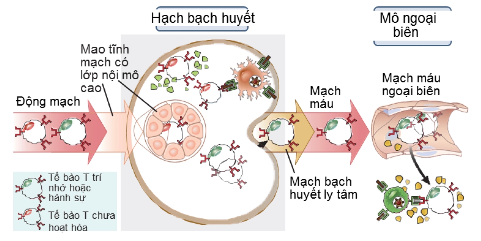 Di trú của lymphocyte