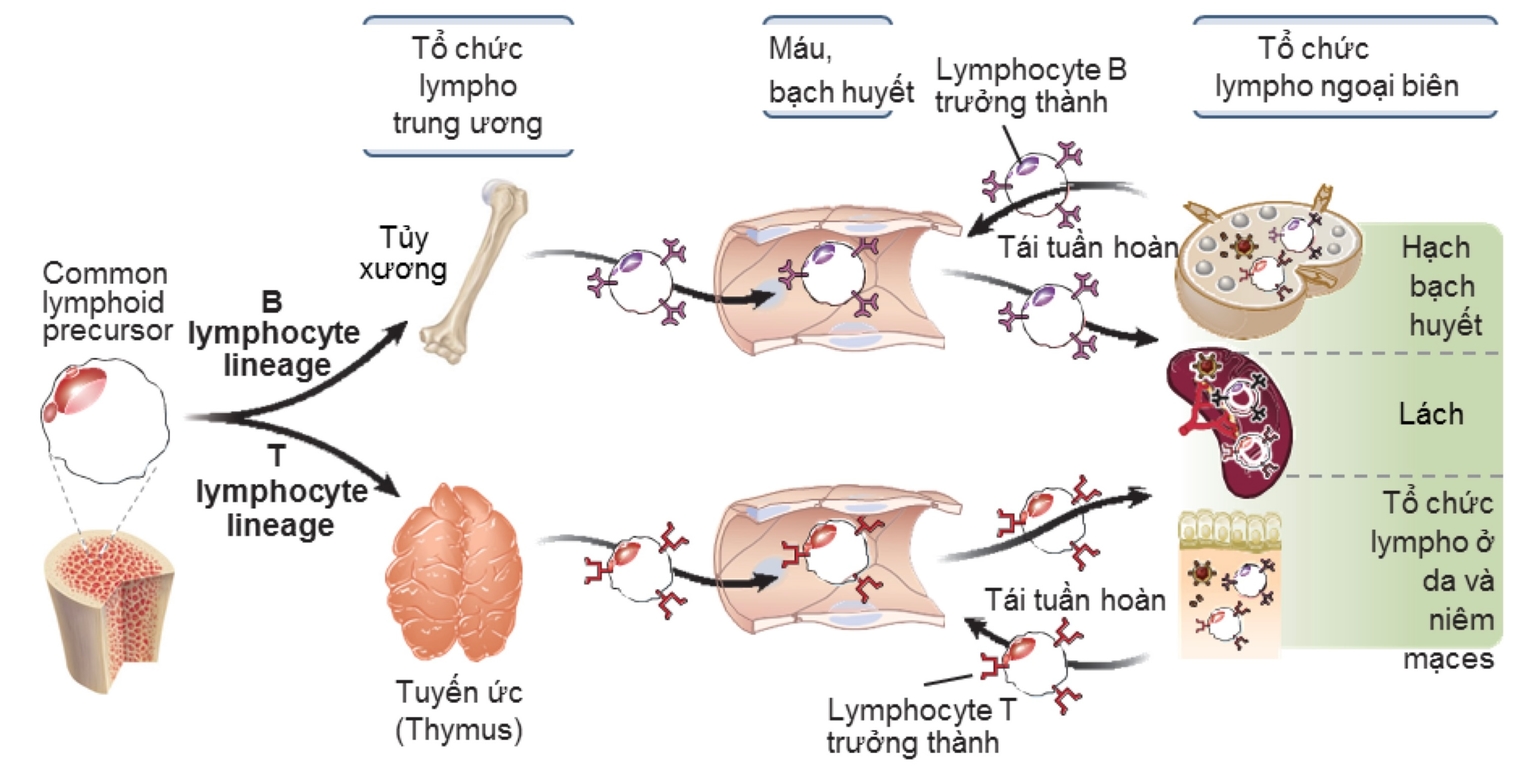 Quá trình các lympho trưởng thành