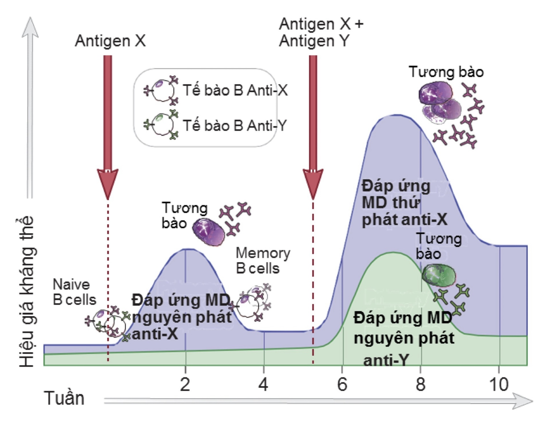 Đáp ứng MD nguyên phát & thứ phát