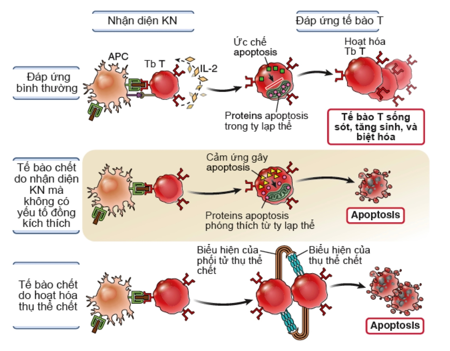Cơ chế apoptosis của lympho T ngoại biên