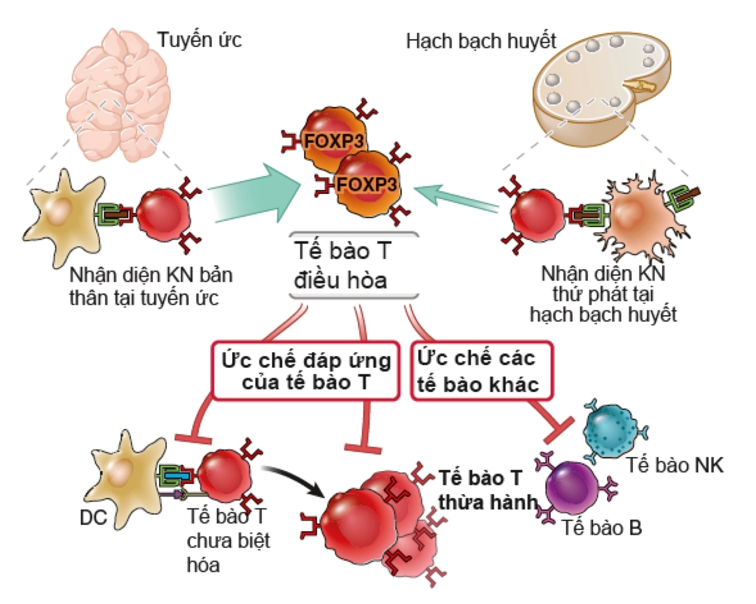 Tế bào T điều hoà - Chức năng & phát triển