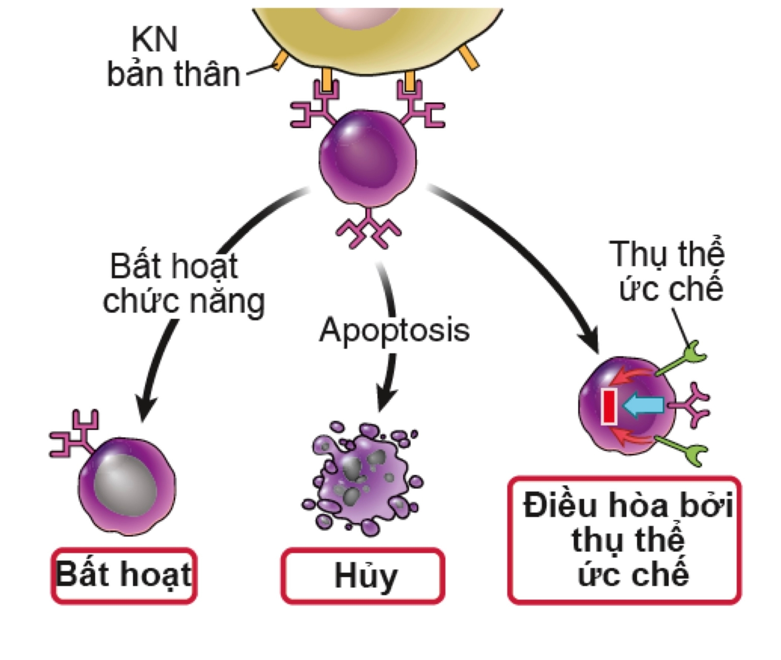 Dung nạp ngoại biên của lympho B